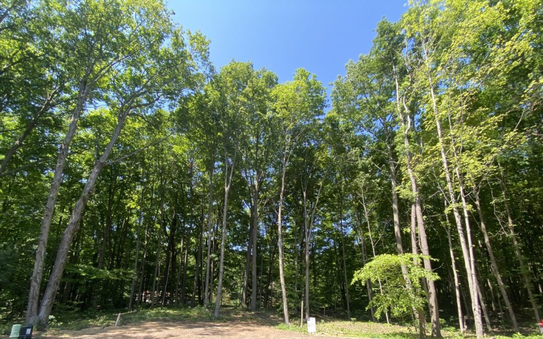 14606 Crest View Court